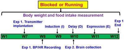 Voluntary Exercise Prevents Hypertensive Response Sensitization Induced by Angiotensin II